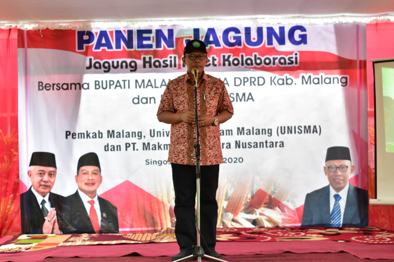 Panen Jagung Hasil Riset Kolaborasi Pemkab Malang, Unisma dan PT Makmur sejahtera Nusantara